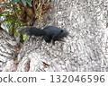 The Black Squirrels Climbing a Tree                                132046596