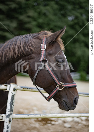 Horse, Horse, Zodiac, Year of the Horse, Animal, Horseback Riding, Ranch, Mammal, Raising, Livestock 132046697