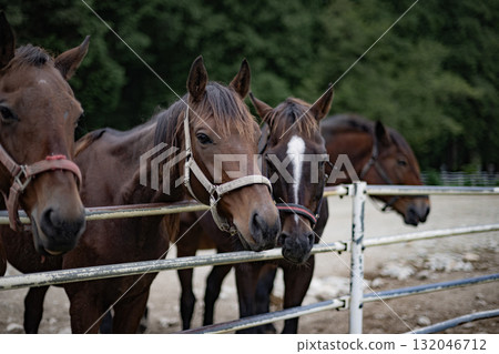 馬, 馬, 十二生肖, 馬年, 動物, 騎馬, 牧場, 哺乳動物, 飼養, 牲畜 132046712