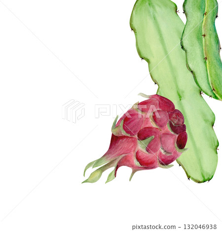 Dragon fruit with cactus leaf hand-painted watercolor card isolated on white. Tropical exotic fruit artwork, perfect for botanical prints, packaging design, healthy food concepts, summer decor Dragon fruit with cactus leaf hand-painted watercolor card isolated on white. Tropical exotic fruit artwork, perfect for botanical prints, packaging design, healthy food concepts, summer decor 132046938