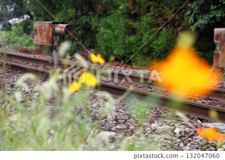 鐵路設施、鐵軌和黃色波斯菊 鐵路設施、鐵軌和黃色波斯菊 132047060