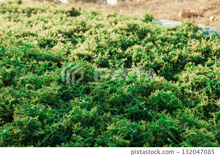 Seaweed farm at Lembongan island in Indonesia. Seaweed farm at Lembongan island in Indonesia. 132047085