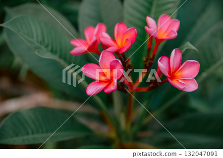 Blooming frangipani flowers with leaves. Aroma flowers on tropical tree Blooming frangipani flowers with leaves. Aroma flowers on tropical tree 132047091