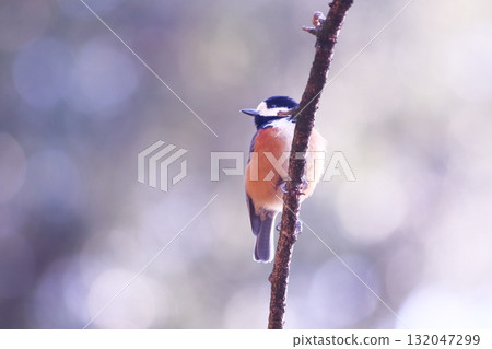 A varied tit perched on a branch with a beautiful background A varied tit perched on a branch with a beautiful background 132047299