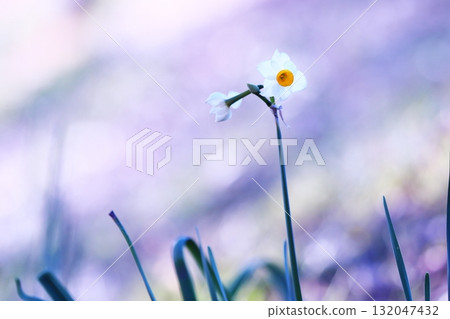 Beautiful background with white daffodil flowers Beautiful background with white daffodil flowers 132047432