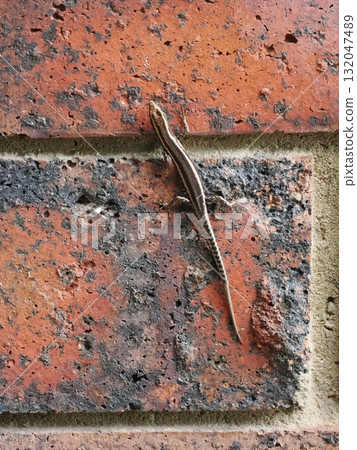 Fitzroy Island – Tiny lizard blends into brick wall 132047489