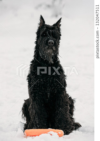 Black Giant Schnauzer Or Riesenschnauzer Dog Playing With Ring Outdoor In Snow, Winter Season. Playful Pet Outdoors. 132047511