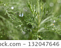 南方的木材和雨滴 132047646