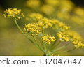 佛羅倫斯茴香花和雨滴 132047647