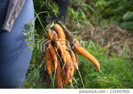 Farmer Holding Freshly Harvested Carrots in Garden Full of Greenery 132047682