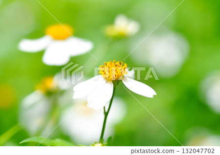 Bidens alba , Butterfly needles or Common beggarticks or Hairy beggarticks or Romerillo or Shepherds needles or Spanish needles or Tridax Daisy or Tridax procumbens Bidens alba , Butterfly needles or Common beggarticks or Hairy beggarticks or Romerillo or Shepherds needles or Spanish needles or Tridax Daisy or Tridax procumbens 132047702