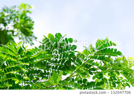 Rain tree or Samanea saman, LEGUMINOSAE MIMOSOIDEAE and tamarind tree 132047706