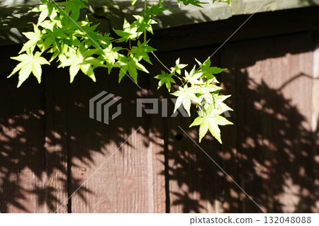 A maple tree casting a shadow on the fence 132048088
