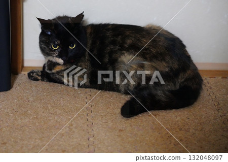 Tortoiseshell cat lying on the floor Tortoiseshell cat lying on the floor 132048097