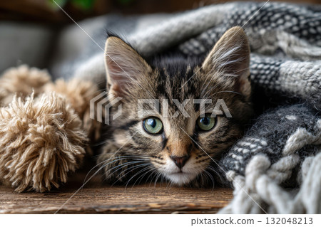 Playful kitten enjoys cozy sunlit room with soft blankets 132048213