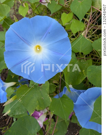 藍色牽牛花 藍色牽牛花 132048407