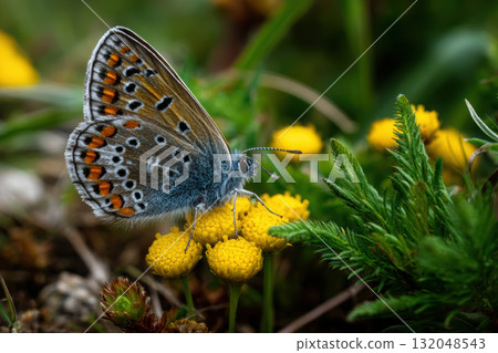 Close-up view of a butterfly resting on a wildflower 132048543