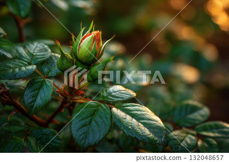 Delicate rosebud emerging from lush green foliage in sunlight Delicate rosebud emerging from lush green foliage in sunlight 132048657