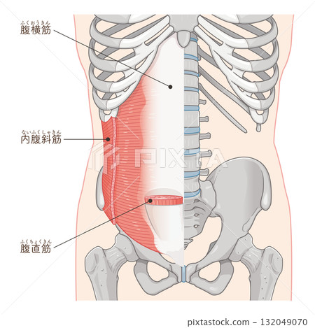 Transverse abdominis, internal oblique muscle illustration 132049070