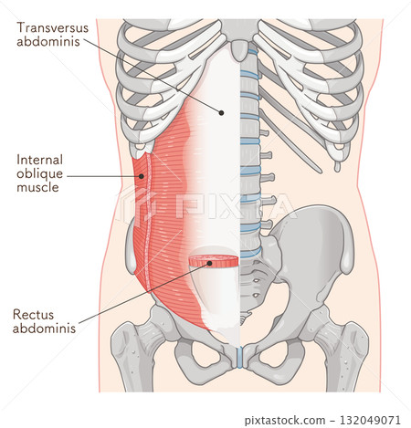 Transverse abdominis, internal oblique muscle illustration 132049071