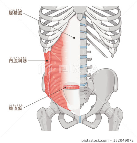 Transverse abdominis, internal oblique muscle illustration 132049072