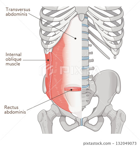 腹橫肌、內斜肌圖 132049073