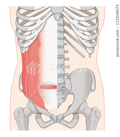 腹橫肌、內斜肌圖 132049074