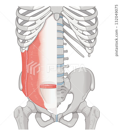 腹橫肌、內斜肌圖 132049075