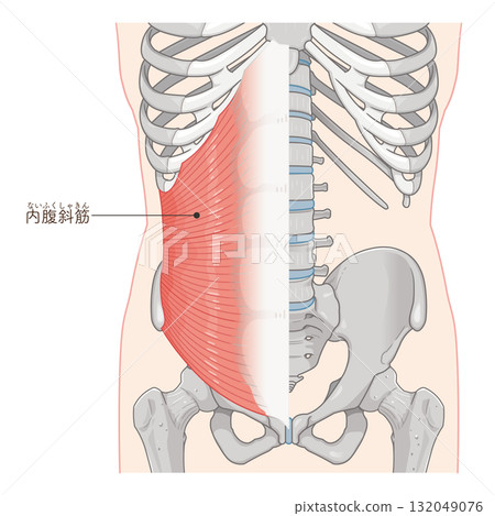 內斜肌圖 內斜肌圖 132049076