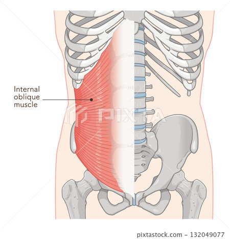 Internal oblique muscle illustration Internal oblique muscle illustration 132049077
