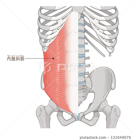 內斜肌圖 132049078