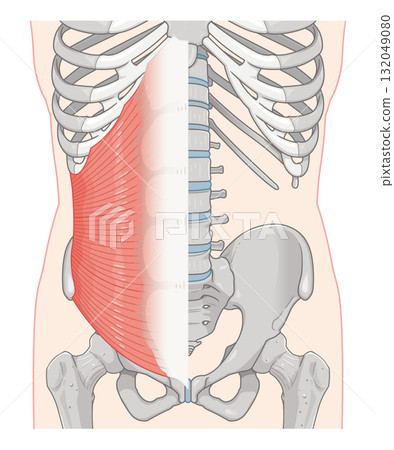 內斜肌圖 內斜肌圖 132049080