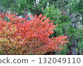 Autumn leaves at Enryakuji Temple on Mount Hiei 132049110