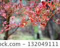 Autumn leaves at Enryakuji Temple on Mount Hiei 132049111