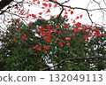 Autumn leaves at Enryakuji Temple on Mount Hiei 132049113