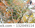 Autumn leaves at Enryakuji Temple on Mount Hiei 132049114