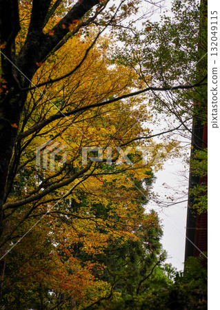 Autumn leaves at Enryakuji Temple on Mount Hiei Autumn leaves at Enryakuji Temple on Mount Hiei 132049115