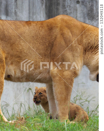 Baby lion looking up at mother's breast 132049118