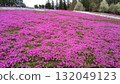 Moss phlox  132049123