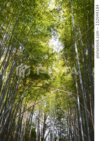 Bamboo forest (Sekigahara Town, Fuwa District, Gifu Prefecture) Bamboo forest (Sekigahara Town, Fuwa District, Gifu Prefecture) 132049184