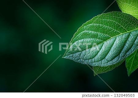 Close-Up View of Fresh Green Leaf with Textured Surface and Soft Background Close-Up View of Fresh Green Leaf with Textured Surface and Soft Background 132049503