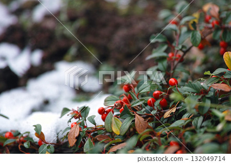 札幌的冬天：花楸樹點綴的寂靜 132049714