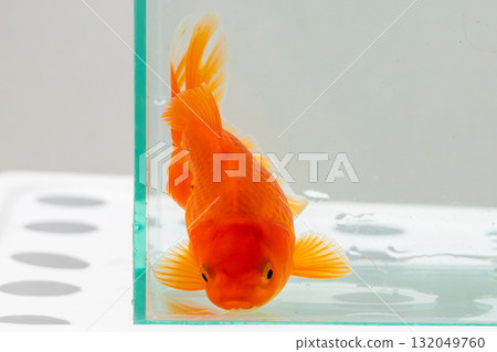 Oranda goldfish in aquarium fish tank close up 132049760