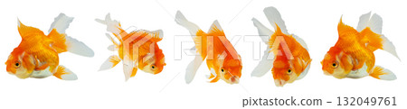 Oranda goldfish set isolated on white background close up 132049761