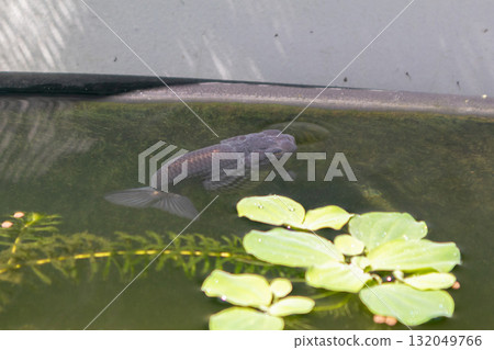 Goldfish in aquarium fish pond close up 132049766