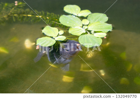 Goldfish in aquarium fish pond close up 132049770