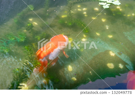 Goldfish in aquarium fish pond close up Goldfish in aquarium fish pond close up 132049778
