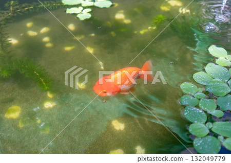 Goldfish in aquarium fish pond close up Goldfish in aquarium fish pond close up 132049779