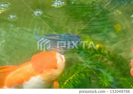 Goldfish in aquarium fish pond close up Goldfish in aquarium fish pond close up 132049786
