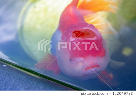 Goldfish in aquarium fish pond close up Goldfish in aquarium fish pond close up 132049788